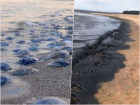 Мертвые медузы, химзавод и нефть: Кубань опустилась в эко-рейтинге регионов РФ