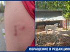 Собака страдает от адской жары и бросается на детей в Краснодаре