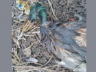 В Краснодаре умирают утки в реке Кубань