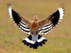 В Сочи прилетела птица-символ 2016 года