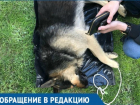 Хозяева убили собаку в самом центре Геленджика на глазах у сотен людей