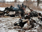 Росссельхознадзор Кубани обнаружил горы трупов животных на свалке в Каневской 