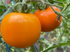 Томат Оранж F1: россыпи сладких оранжевых «солнышек» на грядке