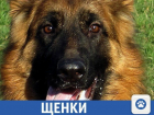 Щенков элитных пород собак можно найти в Краснодаре