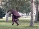 Огромного таракана в парке Галицкого в Краснодаре сняли на видео