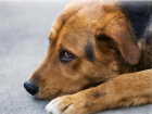 На Кубани осудили живодерку, которая насмерть забила собаку об бетон