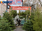 В Краснодаре 15 декабря откроют 25 ёлочных базаров