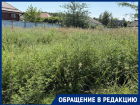 «Вымахала с человеческий рост»: амброзия захватила участки в посёлке Краснодара