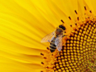 Пчелы из Краснодарского края незаконно прибыли в Тулу