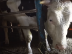 Разъярённый бык покалечил женщину в Краснодарском крае