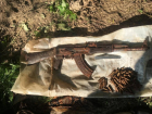 В Сочи нашли схрон с оружием недалеко от границы с Абхазией 