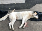В Краснодаре до смерти забили бродячую собаку