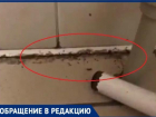 Полчище огромных муравьев заснял пациент в палате инфекционной больницы Краснодара 