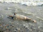 Мертвые дельфины в море возле Анапы своим видом нанесли психологическую травму детям