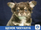 "Дорого-богато" в Краснодаре продают чихуахуа
