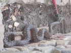 Заморские кобры, 37 гадюк искусали мужчину, статистика: случаи нападения ядовитых змей на курортах Краснодарского края