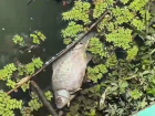 «Это экологическая катастрофа»: в Краснодарском крае неделю гибнет рыба в ерике Полтавский у мусорного полигона