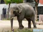 Краснодарцы объявили о сборе средств на покупку слона