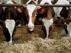 Кубань наращивает экспорт молочной продукции