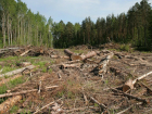 В Туапсинском районе «дровосеки» незаконно вырубили деревья на 200 тысяч рублей
