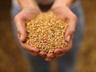 На Кубани собрали рекордный урожай зерна - 10 млн тонн 