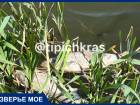 В краснодарском озере Карасун массово гибнет рыба