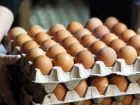 В Краснодаре возобновят выпуск куриных яиц