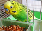  Житель Кубани украл у своего знакомого 10 попугаев 