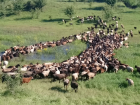Отчаявшиеся фермеры Абинска готовят шествие домашнего скота к зданию администрации