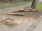 «Массово и варварски» вырубают деревья на территории Краснодара