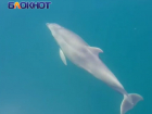 На курортах Краснодарского края раскрыли смертельные опасности при встрече с дельфинами в Чёрном море