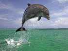 У пляжа турбазы «Прибой» под Новороссийском дельфины запутались в рыболовных сетях