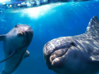 В Сочи начнут обучать спасению дельфинов