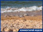 Черное море превратилось в желе: откуда наплыв медуз на курортах Кубани и Крыма?