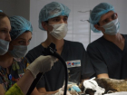  Морскому котику Василисе из краснодарского Сафари-парка сделали сложнейшую операцию 