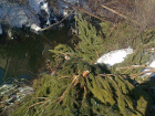 На речке в Новороссийске устроили кладбище новогодних елок