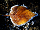 Приближается зима: ночные заморозки ожидаются в Краснодаре