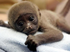 В зоопарке под Новороссийском родился детеныш обезьяны 