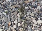 "Рыба моей мечты": на пляже в Сочи отдыхающие сняли на видео змею с рыбой в зубах