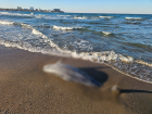 Мертвого дельфина обнаружили на берегу Черного моря 