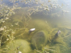 Массово гибнет рыба на Суджуксой косе в Новороссийке 