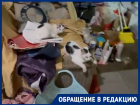 Женщина «Плюшкин» с котами и горами мусора поселилась в коридоре многоэтажки в Краснодаре