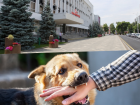 Уголовное дело возбудили на чиновников в Краснодаре из-за нападения бродячих псов на детей