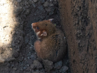 В Краснодарском крае дикий хомяк провалился в выкопанную для подрыва снарядов яму