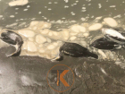 Новые жертвы экологии: трупы птиц обнаружены у реки Кубань в Краснодаре
