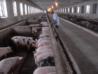 Вирус африканской чумы свиней обнаружили на Кубани