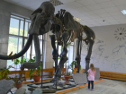 Степные мамонты: доисторические слоны обитали в Краснодарском крае