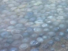 На побережье Кубани обнаружили кладбище медуз