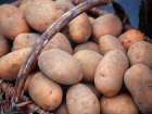Кубанский картофель продают в семь раз дороже, чем российский