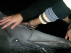 Кубанских фермеров, замучивших насмерть дельфинов, оштрафовали на миллион рублей